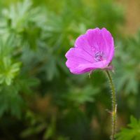 アヤメ,オキナグサ,ハクサンフウロ,植物園,山野草の画像