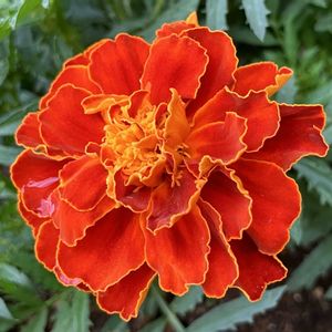 オレンジ色の花,#ガーデニング,エクステリアの画像