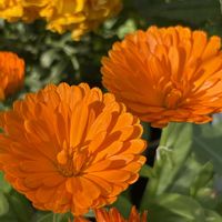 カレンデュラ,プランター,鮮やか ,きれいだな,金盞花（キンセンカ）の画像