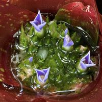 ネオレゲリアの花,パイナップル科,ネオレゲリア,咲くやこの花館,咲くやこの花館　熱帯花木室の画像