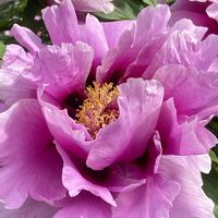 ボタン,ボタン,季節の花,花のある暮らし,北海道の画像