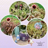 アガベ　笹の雪,セダム属,白い花,セダム畑,アガベ属の画像
