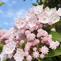 アブチロン,カルミア,ウリノキ,今朝のウォーキングの画像