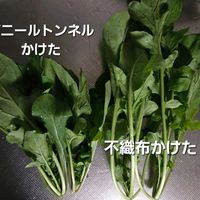 ウメモドキ,マユミ,ルッコラ,グミ,畑の画像