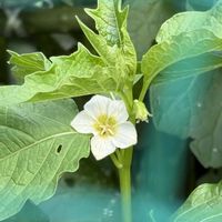 ホオズキ,ホオズキの 花,ご近所さん,嬉しい出会い,癒されての画像