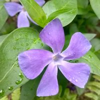 ツルニチニチソウの画像