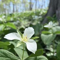 ノジスミレ,カキドオシ,マイヅルソウ,オオバナノエンレイソウ,オオバナノエンレイソウ(大花延齢草)の画像