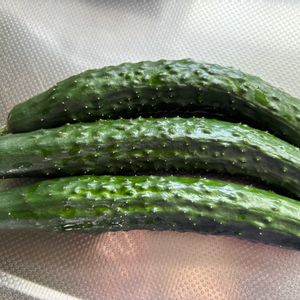 瑞々しい,夏野菜,初収穫,家庭菜園,庭の画像