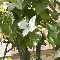 ニゲラ,ハツユキカズラ,ハンカチの木,花のある暮らし,涼やかな花色の画像