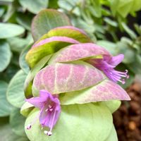 オレガノ,オレガノ ミルフィーユ,グリーン,花のある暮らし,植物と暮らすの画像