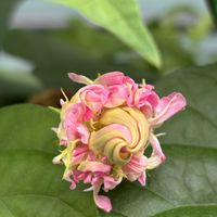 朝顔,朝顔 ピンクフラミンゴ,朝顔ピンクフラミンゴ,グリーンカーテン,いつもありがとう♡の画像