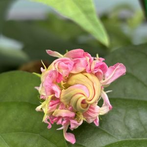 朝顔,朝顔 ピンクフラミンゴ,朝顔ピンクフラミンゴ,グリーンカーテン,いつもありがとう♡の画像