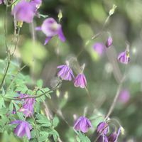風鈴おだまき,いつもありがとうございますの画像