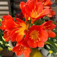 クンシラン,クンシラン,観葉植物,鉢植え,ガーデニングの画像