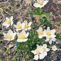アネモネ,アネモネ,北海道,札幌,宿根草コーナーの画像