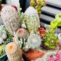 サボテン,白星,桜吹雪,サボテン寄せ植え,断崖の女王の画像