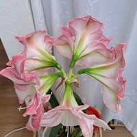 アジサイ,アジサイ,アマリリス,アマリリス,イベリスの画像