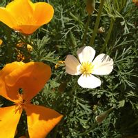 ハナビシソウ,ビタミンカラー,花のある暮らし,心に笑顔の花を,白い水曜日♡の画像