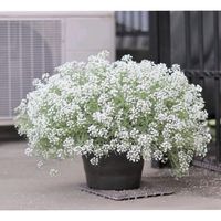 アリッサム,スーパーアリッサム,スーパーアリッサム,鉢植え,白い花の画像