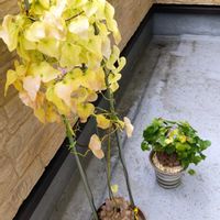 亀甲竜,観葉植物の画像