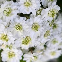 コデマリ,桜てまり,八重咲きコデマリ,感謝,花のある暮らしの画像