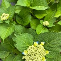 ブライダルベール,紫陽花,レモンバームの画像