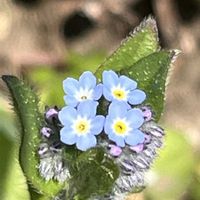 ドウダンツツジ,ワスレナグサ,小さな幸せ,優しい気持ち,嬉しい開花の画像