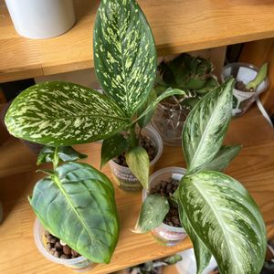 サトイモ科,ディフェンバキア,ディフェンバキア,観葉植物,ハイドロカルチャーの画像