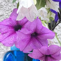 ペチュニア,ホタルブクロ,マトリカリア, メドセージ,アレンジの画像