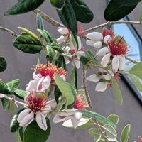 ヤブコウジ(十両),フェイジョア花,きく  菊,花のある暮らし,ご近所さんの画像