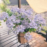 ハートカズラ,短毛丸,ラグランジア クリスタルヴェール2,紫陽花 アジサイ あじさい,ウッドデッキの上の画像