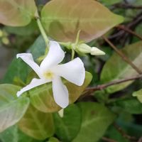 ハツユキカズラ,珍しいハツユキカズラの花,ハツユキカズラのお花,ハツユキカズラのお花,テイカカズラの白い花の画像