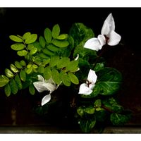 シクラメン,一九献上 和堂,"薄紅が 真綿色にとシクラメン",一句献上　和堂,季節の花華シリーズ　和堂の画像