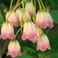 ドウダンツツジ,小さな幸せ,お出かけ先♡,可愛いお花♪,お花に癒されて❤️の画像