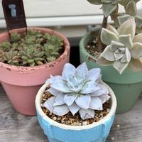 朧月,メビナ,カンテ,多肉植物,グラプトペタルムの画像