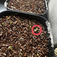 リトープス,多肉植物,植中毒,窓辺の画像