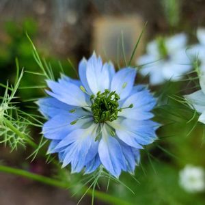 地植え,かわいいな♡,お花好き,すてき…♡,自己流ガーデニングの画像