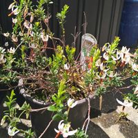 クランベリー,小さな花,花のある暮らし,SDGs,心に笑顔の花をの画像