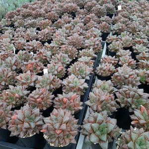 ハオルチア,ハオルシア,多肉植物,エケベリア属,ハオルチア属の画像