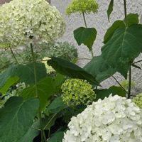 アブチロン,チドリソウ,紫陽花,アナベル,ガクアジサイの画像