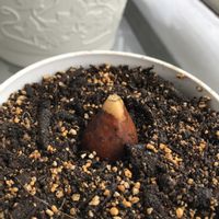 アボカド,アボカド,アボカドの種,鉢植え,植えてみたの画像