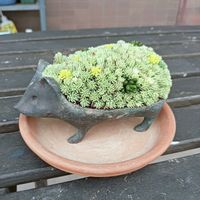 多肉植物 寄せ植え,多肉寄せ植え,多肉植物のある暮らし,ちまちま寄せ,ベランダの画像