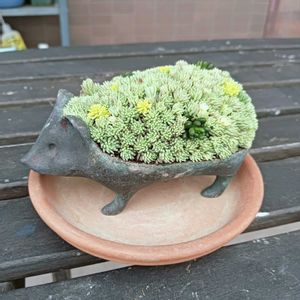 多肉植物 寄せ植え,多肉寄せ植え,多肉植物のある暮らし,ちまちま寄せ,ベランダの画像