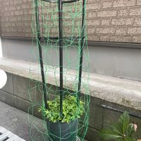 オキナワスズメウリ,花のある暮らし,おうち園芸,元気に育ててますよ,玄関アプローチの画像