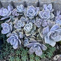 パープルディライト,多肉植物,花のある暮らし,緑のある暮らし,植物のある暮らしの画像