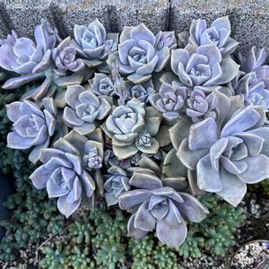 パープルディライト,多肉植物,花のある暮らし,緑のある暮らし,植物のある暮らしの画像