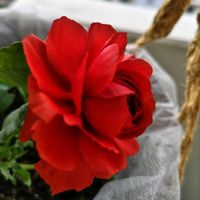 トケイソウ,ラナンキュラス,ミニバラ,ばら バラ 薔薇,ベランダの画像