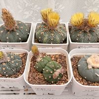 サボテン,ぷりぷり多肉,ネコと植物,植物大好き♡の画像