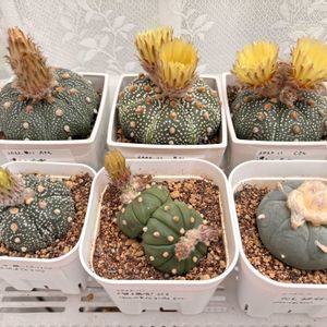 サボテン,ぷりぷり多肉,ネコと植物,植物大好き♡の画像