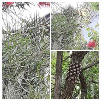 ヨルガオ,ブラシの木の花,柏葉紫陽花 ハーモニーの画像